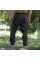 SPECPROM Maverick Cargo Tactical Pants — Black
