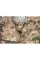 Mil-Tec US Tactical Ripstop Poncho, Multicam